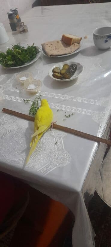 ən ucuz itlər: 1 aylıg qırmızı göz ələ öyrəşmiş quşdu — 2