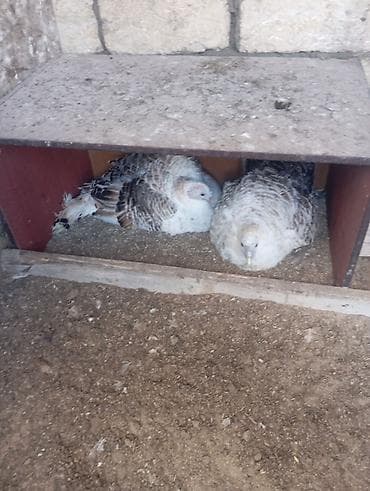 hind quslari: Dişi, Damazlıq, Ödənişli çatdırılma — 2