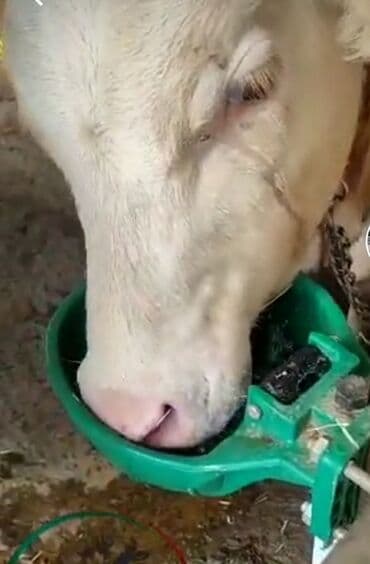 inək südsağan aparat: Yem qabı, Su üçün, Heyvanlar üçün, Ünvandan götürmə, Ödənişli çatdırılma, Rayonlara çatdırılma — 2