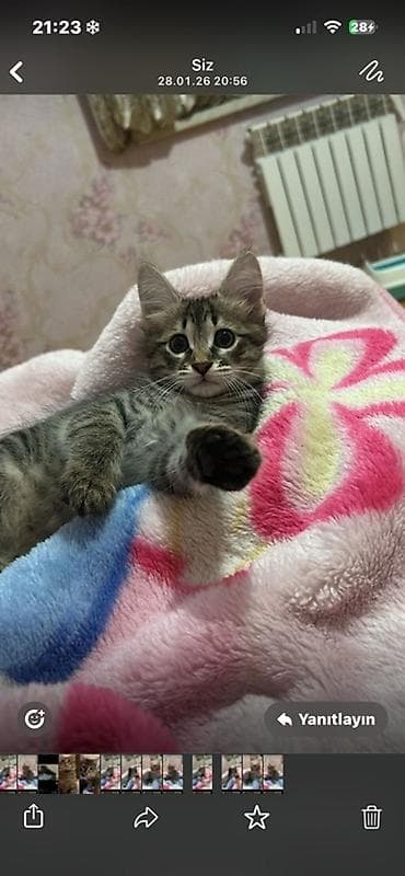 ev qusları: Sibir, Yaxşı əllərə — 4