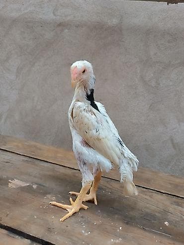 avstrolop cücələri: Toyuq cücələri, Damazlıq — 3