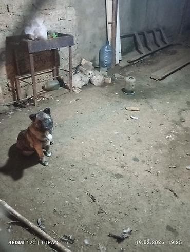 iran coban iti: 3aylig Dişi Tam saglam — 7