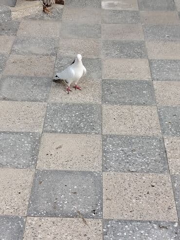 göyercin yuvası: Məhsul: Bəzək və uçuş üçün göyərçinlər Təsvir:salam. 4 eded goyercin — 4