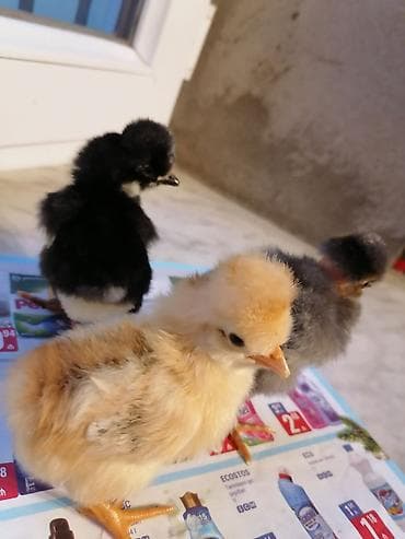 tovuz quwu: Toyuq cücələri, Damazlıq — 3