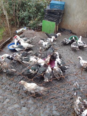 Cücələr: Musk ördəkləri (hind ördəyi) sürüsü - Növ: Musk/hind ördəyi – — 1