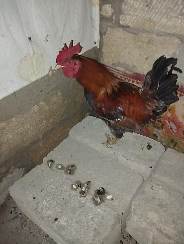 menali it adlari: Məhsul: Xoruz saglam heyvandı xoruzdu boş boşuna narahat etmiyin — 2