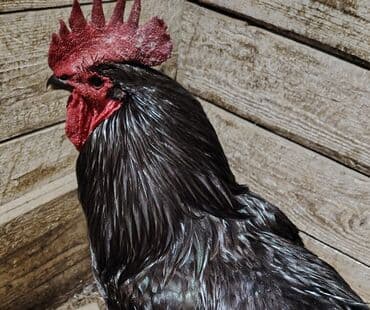 xoruz doyusleri: Salam Təmiz qan Avstroloq xoruzu Barter ederem heyratı xoruzu ilə — 2