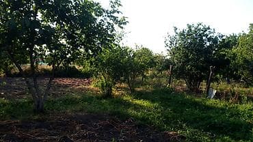 emircanda torpaq satilir: 8000 sot, Biznes üçün, Mülkiyyətçi, Kupça (Çıxarış) — 4