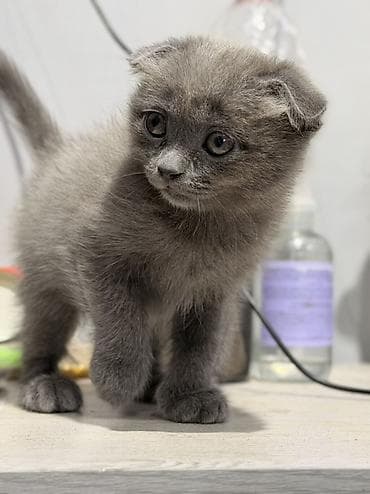 şotland pisik: Şotland — 3