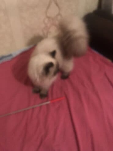 cütleşdirilir: Şotland, Erkək — 1