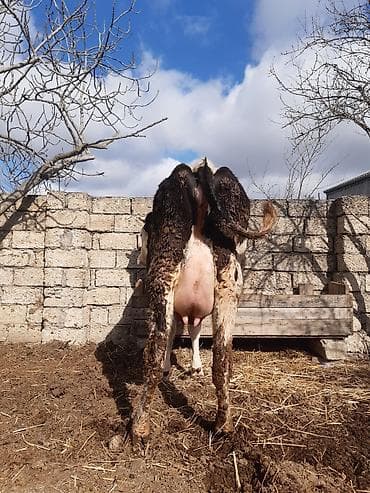 cins inək: Salam temiz ağkirpiy birinci qarina duye di disi balasivar 15 14 — 2