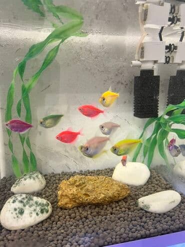 Akvariumlar: Tetra balığı, Sülhsevər, Ödənişli çatdırılma — 1