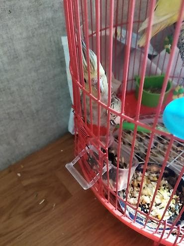 Собаки: Salam təcili satılır 30 AZN dişi maya — 6