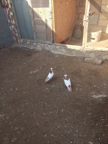 Heyvanlar üçün mallar: Yeni il edirimi temiz abrez pecat Desde abrez erkek maya Super balalar — 1