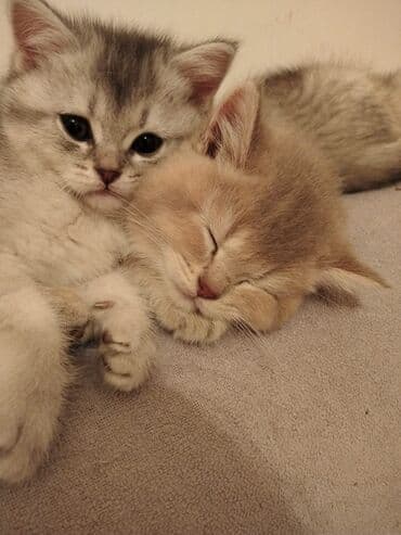 1 azn pişik: Şotland, Erkək, Dişi, Yaxşı əllərə, Pulsuz çatdırılma, Ödənişli çatdırılma — 2