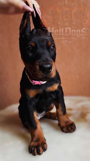heyvanlar at: Doberman, 1 ay, Dişi, Sənədli, Ünvandan götürmə — 2