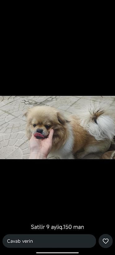 golden retriever satisi: Pekines, 9 ay, Erkek, Peyvəndli, Pulsuz çatdırılma — 1