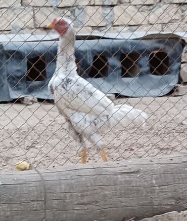 İtlər: Xoruz, il: 1, Ünvandan götürmə — 2