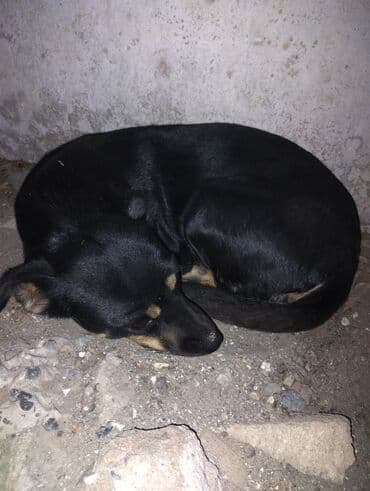 Qara rəngli, kiçik ölçülü it - Rəng: tam qara,döş və pəncələrdə