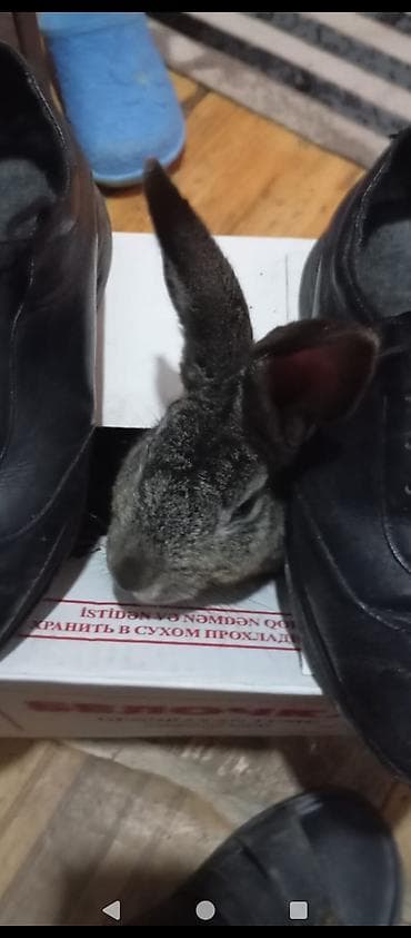 tutuqusu yemi: Boz rəngli ev dovşanı - Növ: Ev dovşanı (boz–gümüşü tüklü) - — 6