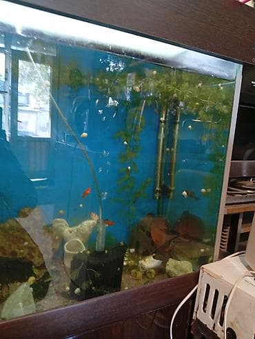 akvariumlar: Dördbucaq akvarium, Balıqlarla birlikdə, 250 l, Ünvandan götürmə — 6