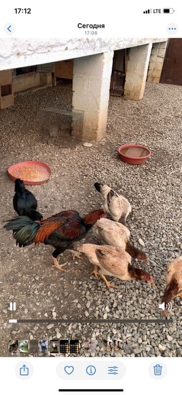 coban it adlari: Məhsul: Uzunboyun yerli döyüş tipli toyuqlar (xoruz və cücələr) — 2