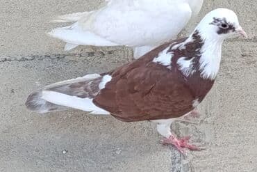 ağ goyərcin: Tutulma quşlar satılır. Hamısı birlikdə 25 manat — 5