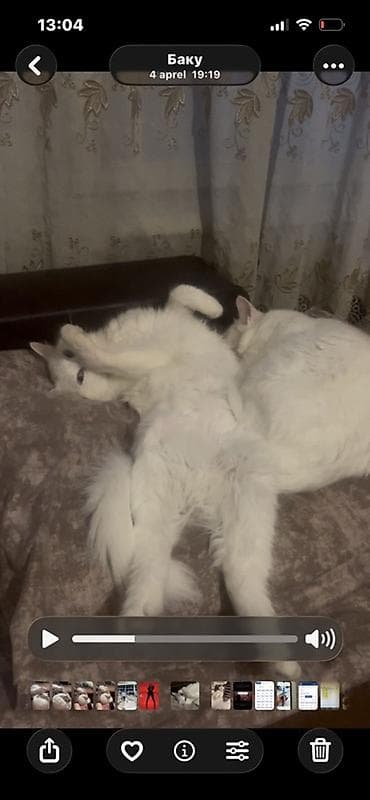 Türk anqora, Erkək, Yaxşı əllərə, Ünvandan götürmə