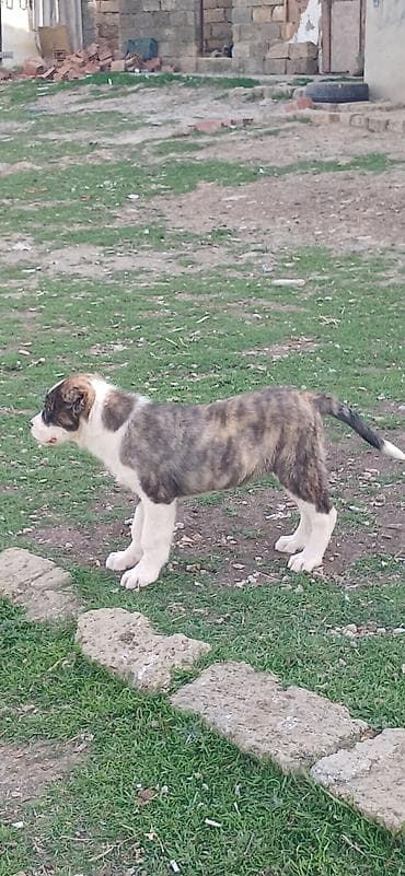 azerbaycan it adlari: Qurdbasar, 3 ay, Dişi, Peyvəndli, Ödənişli çatdırılma — 4