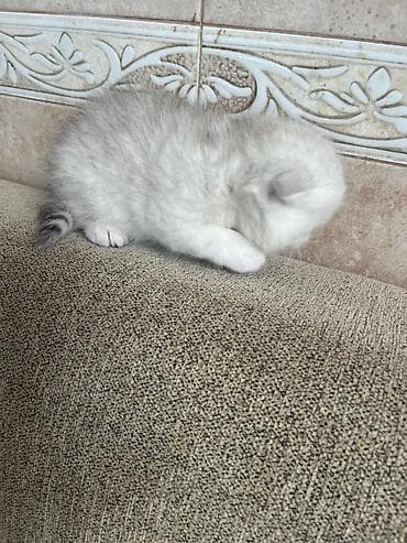 голден шиншилла: Золотая шиншилла — 1