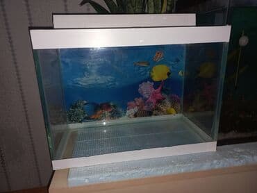 akvarium xırda balığı: Balaca akvarium satılır, 24lt Uzunluq 40sm Eni 20 sm Hündürlüyü 30 sm — 6