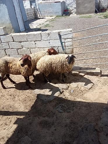 quzu satisi: Qoyunlar satılır 3 dənəsi 1.100 manata real alıcıya endirim olacaq — 3