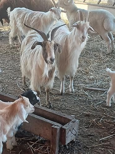 helep keci: Satılır: süd və ət istiqamətli yerli keçilər - Rəng: açıq krem/ağ — 6