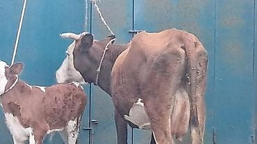 jersey inək: İkinci qarına doğub yanında süni mayalanmadan olan erkək balası ilə — 1