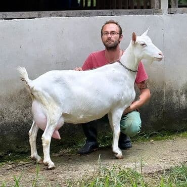 Quzu: Südçülük yönümlü ağ keçi (sağmal) Xüsusiyyətlər: - Ağ, qısa tüklü — 2