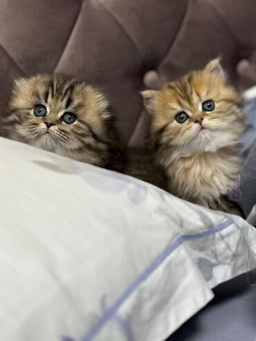 inəklərin satışı: Britan yastı qulaq, Erkək, Dişi — 4