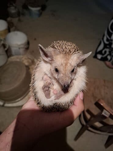heyvan az: Afrika cırtdan kirpisi (hedgehog) - Növ: Afrika cırtdanı (pet kimi — 4