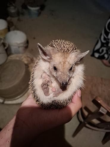 heyvanlar meymun: Kirpilər tam saglamdır — 3