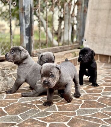 кане корсо цена: Kane-Korso — 19