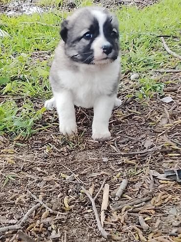 it axtarilir: Böyük it balası – 25 günlük - Cinsi: çoban balası - Rəng:Ala-Bula — 3