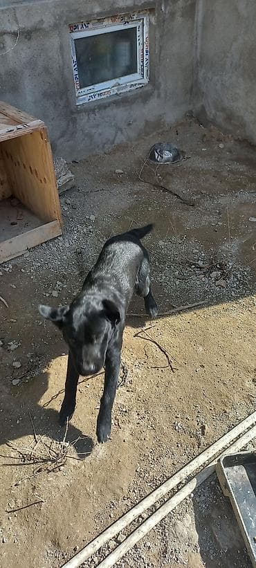 it haqqinda melumat: Labrador-retriver, 9 ay, Dişi, Peyvəndli, Ünvandan götürmə — 5