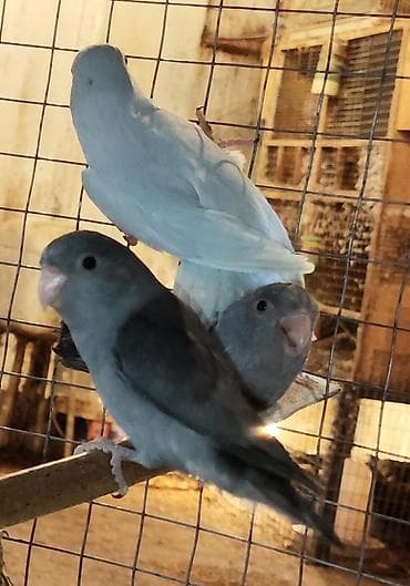 papuqay qefes: Folpus varabinniy papuqay dünyanın ən balaca tutu quşusu ən balaca — 3