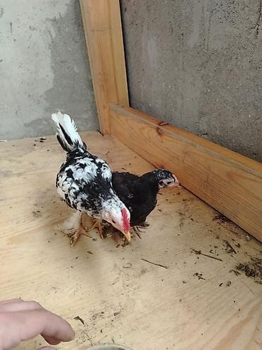 Cücələr: Toyuq, Damazlıq — 1