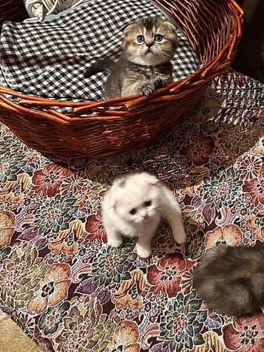 Pişiklər: Şotland, Erkək, Dişi — 10