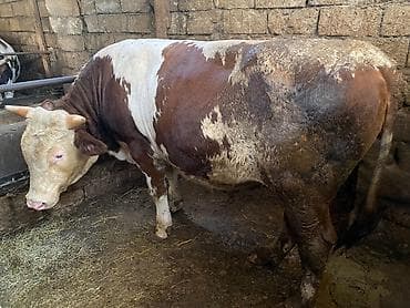 simental inekler satilir: Qurbanlıq üçün kəsilib də verilir 1 dişi 1 erkək ünvan məhəmmədi diri — 3