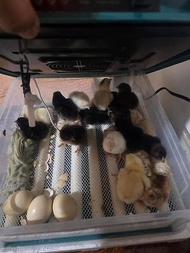 Сельско-хозяйственное оборудование: Tam avtomatik inkubatorlar satılır. Toyuq, hinduşqa, qaz, ördək — 7