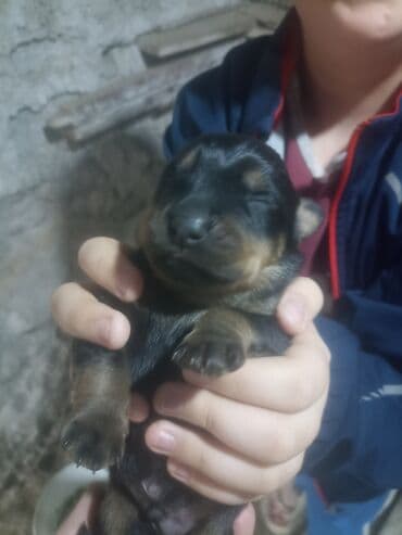 it sekili: Rotveyler, Pulsuz çatdırılma — 4