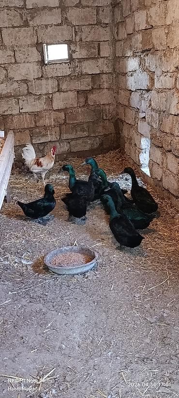 kuban ordək: Qara ördəklər – həyət təsərrüfatı üçün arginal kayuqa ördekleri — 2