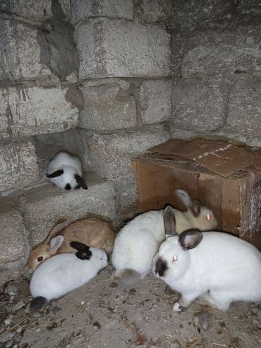 Dovşanlar – müxtəlif rəng və naxışlarda Bogaz rusik var birde