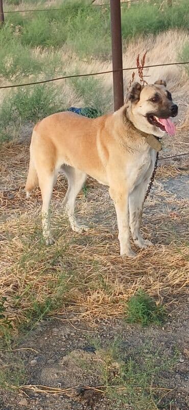 золотистый ретривер бишкек: Гурдбасар, 2 года, Самка, С прививками, Платная доставка — 6